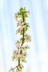 Beautiful floral spring abstract background of nature.
