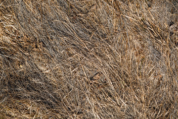 texture of dry grass from top view