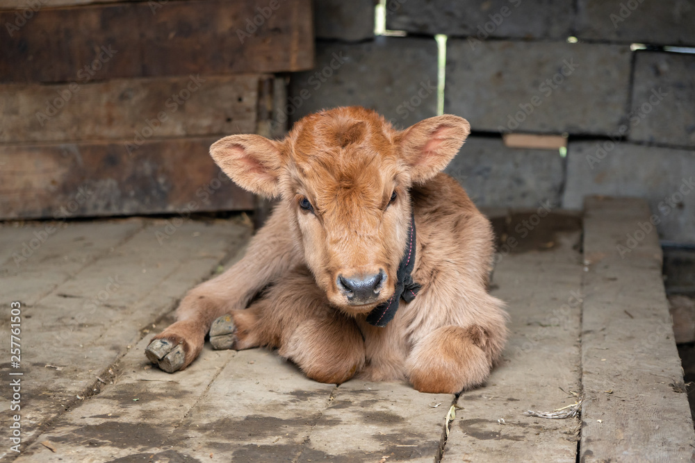 Wall mural newborn calf lying on the floor of a rural farmhouse