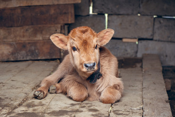 Newborn Calf Lying on the floor of a rural farmhouse