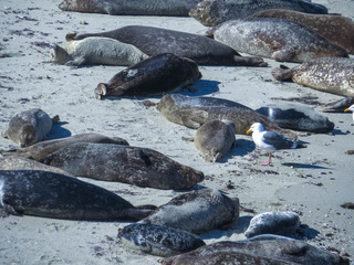 Fototapeta premium seagulls and seals 