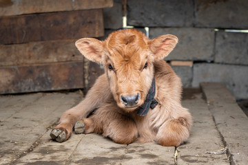 Newborn Calf Lying on the floor of a rural farmhouse