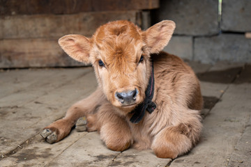 Newborn Calf Lying on the floor of a rural farmhouse