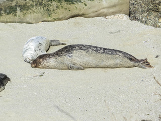 seals on beach 