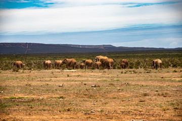 Elephant and elephant. Kenya. Safari in Africa. African elephant. Animals of Africa. Travel to Kenya. Family of elephants.