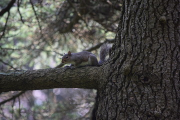 squirrel on tree