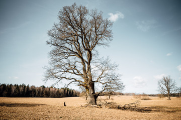 large, old oak tree grows in a field against a blue sky with clouds on a summer, sunny day.