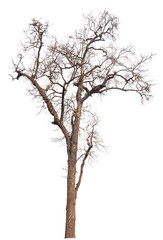 dead tree isolated on white background