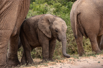 Elephant and elephant. Kenya. Safari in Africa. African elephant. Animals of Africa. Travel to Kenya. Family of elephants.