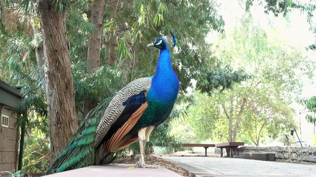 Peacock standing in the park