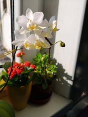 White orchid flowers in a pot at the window