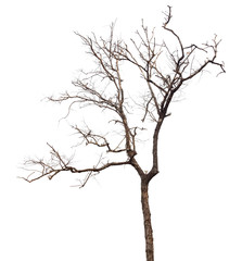 Fototapeta na wymiar dead tree isolated on white background