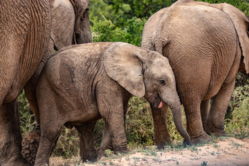 Elephant and elephant. Kenya. Safari in Africa. African elephant. Animals of Africa. Travel to Kenya. Family of elephants.