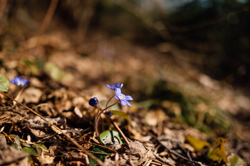 beautiful spring blue forest flower close up