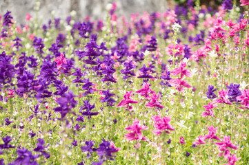 Obraz premium Meadow Flowers