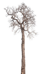 dead tree isolated on white background