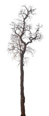 dead tree isolated on white background