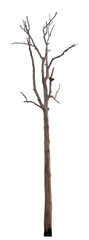 dead tree isolated on white background