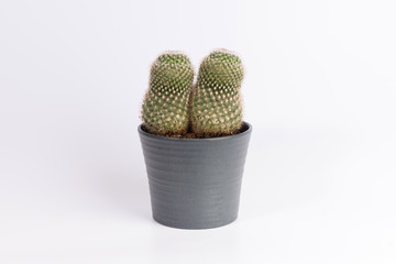 Cactus front view in grey ceramic pot isolated on white background