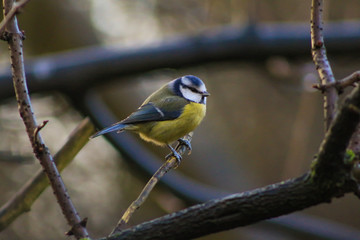 bluetit