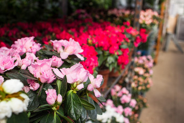 greenhouse flowers flowerpots greenhouse