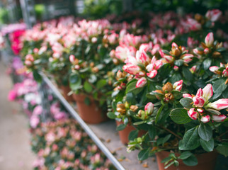 many flowers on the shelves in the greenhouse