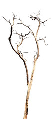 Fototapeta premium dead tree isolated on white background