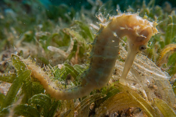 Sea ​​horse in the Red Sea Colorful and beautiful, Eilat Israel