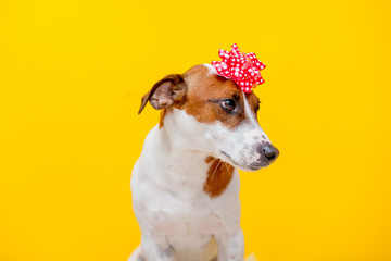 Jack Russell Terrier dog with bow