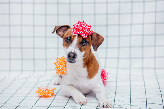 Jack Russell Terrier dog with bow on checkered background