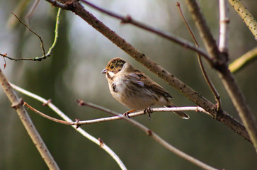 reed bunting