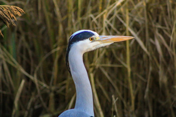 heron