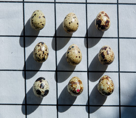 Group of quail eggs on checkered background