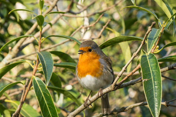Robin
