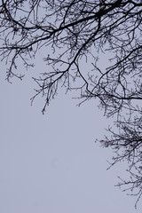 Silhouette of branches on pale blue evening sky