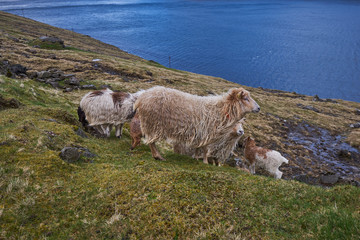 Fototapeta premium Herd of faroese sheep grazing on pasture land in fjord of island Bordoy in north of Faroe islands. Northern European short tailed sheep is small, very hardy breed, Rams are horned and ewes are polled.
