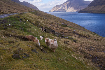 Obraz premium Herd of faroese sheep grazing on pasture land in fjord of island Bordoy in north of Faroe islands. Northern European short tailed sheep is small, very hardy breed, Rams are horned and ewes are polled.
