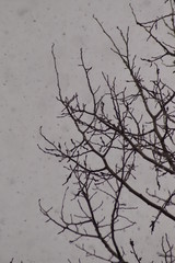 Snowy Branch