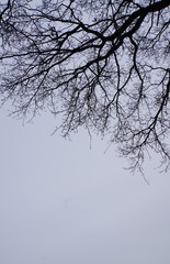 Fototapeta na wymiar silhouette of a tree in winter