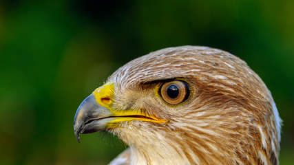 16x9 close up portrait of a common buzzard (Buteo buteo)