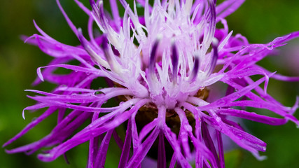 purple flower