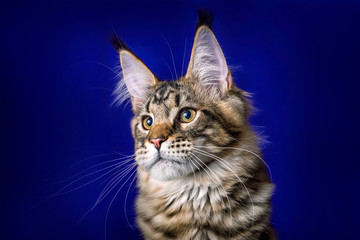 Kitten. Portrait of maine coon on blue .background, isolated, in studio.