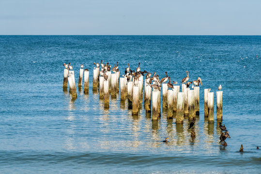 Naples Florida old pier pilings in gulf of Mexico with wooden jetty many birds pelicans and cormorants by ocean on beach