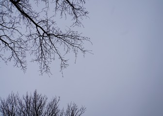 Fototapeta na wymiar silhuette of trees on pale blue sky