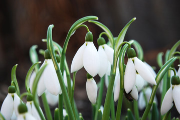 snowdrops in snow