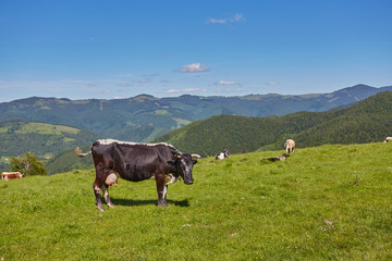 Fototapeta na wymiar Green meadow in mountains and cows
