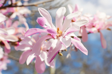 Beautiful pink magnolia flowers on a bright blue sky background. Blossoming of magnolia tree on a sunny spring day.