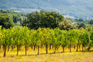 Many white green or yellow wine Grechetto grapes hanging grapevine bunch in Assisi, Umbria Italy vineyard winery at sunset mountain bokeh background