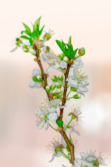 Beautiful floral spring abstract background of nature.