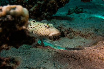 Fish swim in the Red Sea, colorful fish, Eilat Israel